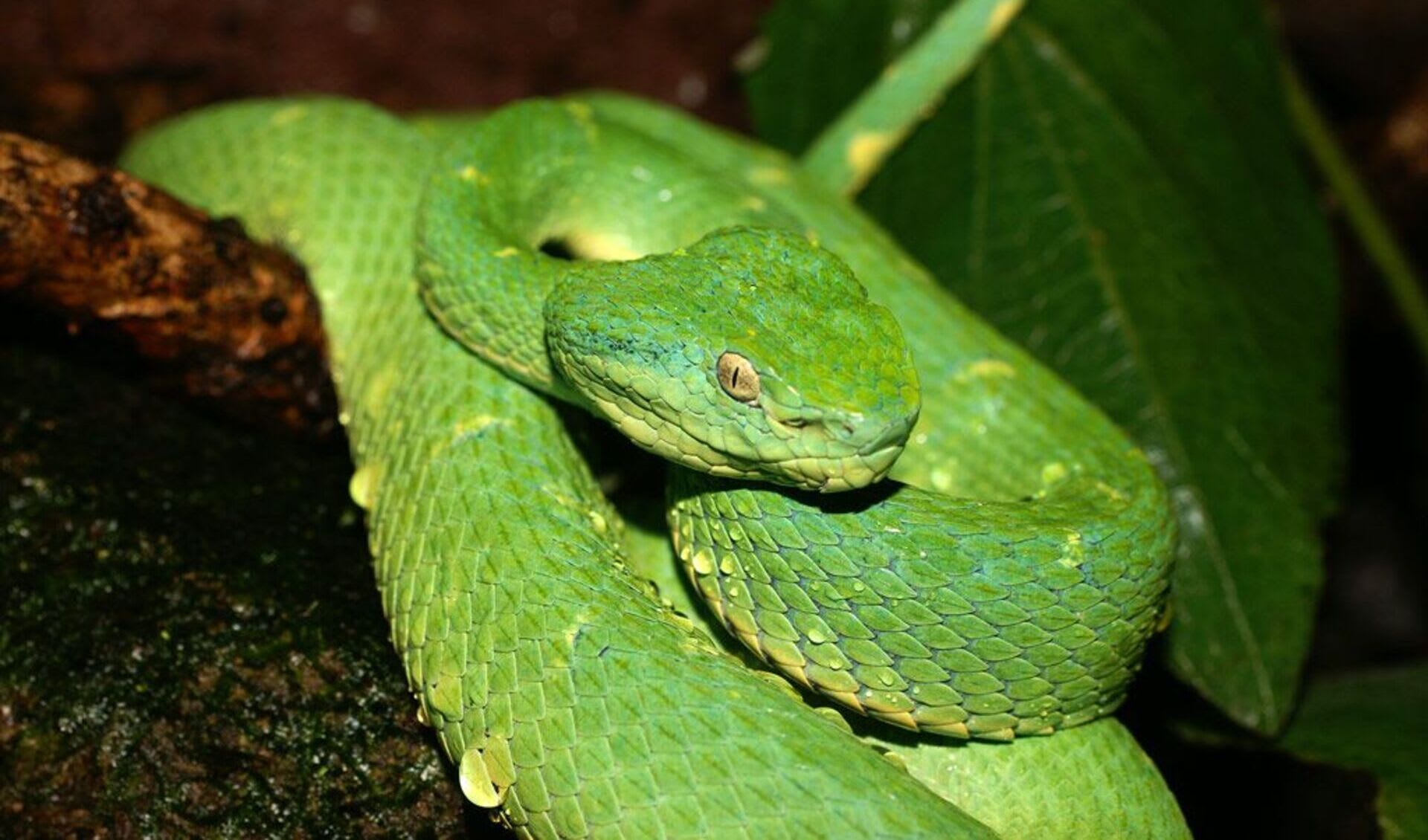 Bothriechis lateralis facts, distribution & population BioDB